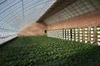 Invernadero Solar con Aislamiento (Solar Greenhouse) Kingpeng